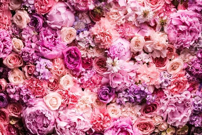 Viele pinke und lila Blumen